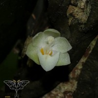 <i>Phalaenopsis mysorensis</i>  C.J.Saldanha